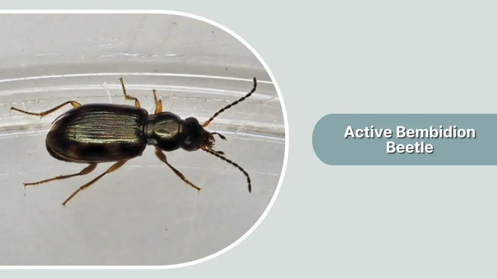 Active Bembidion Beetle