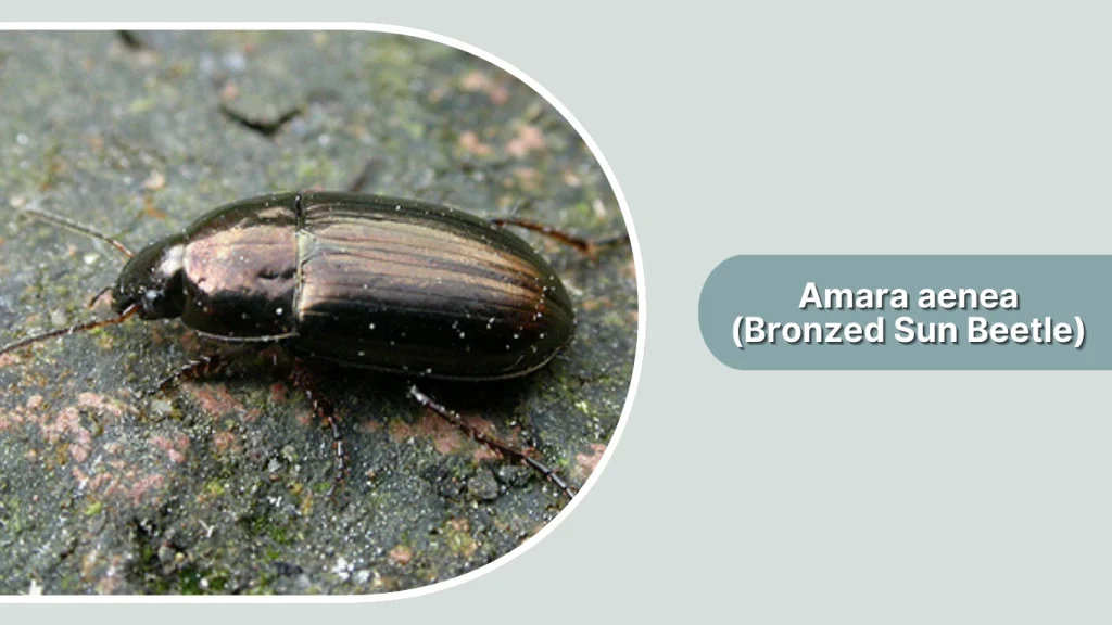 Amara aenea (Bronzed Sun Beetle)