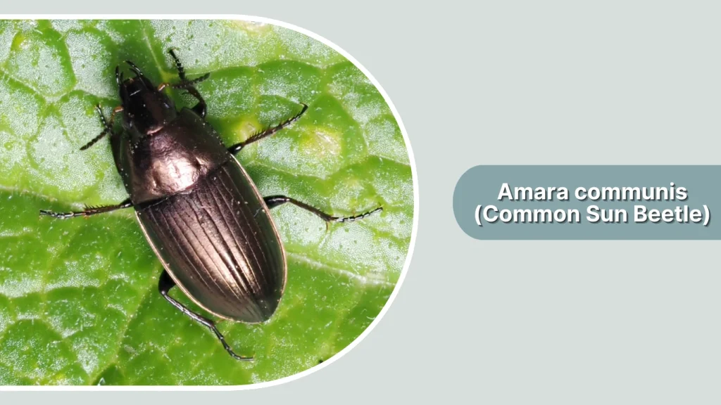 Amara communis (Common Sun Beetle)