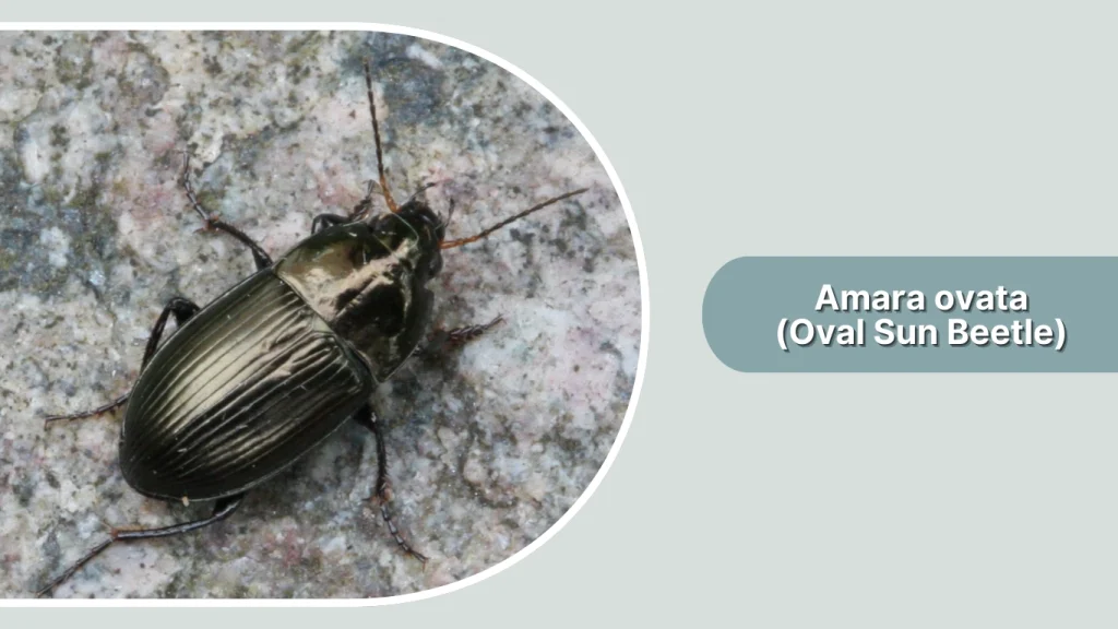Amara ovata (Oval Sun Beetle)