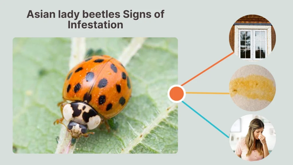 Asian lady beetles Signs of Infestation