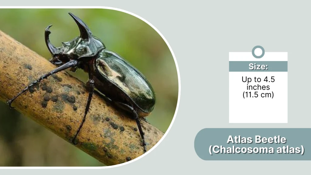 Atlas Beetle (Chalcosoma atlas)