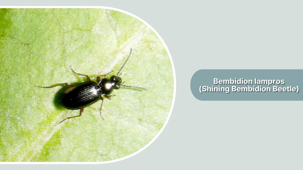 Bembidion lampros (Shining Bembidion Beetle)