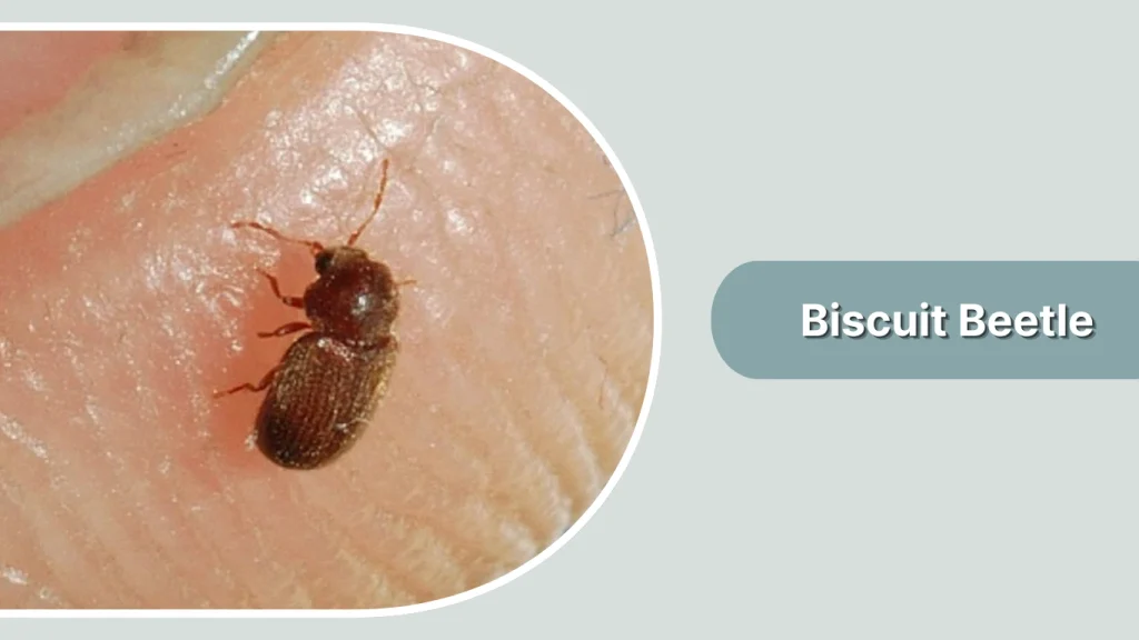Biscuit Beetle