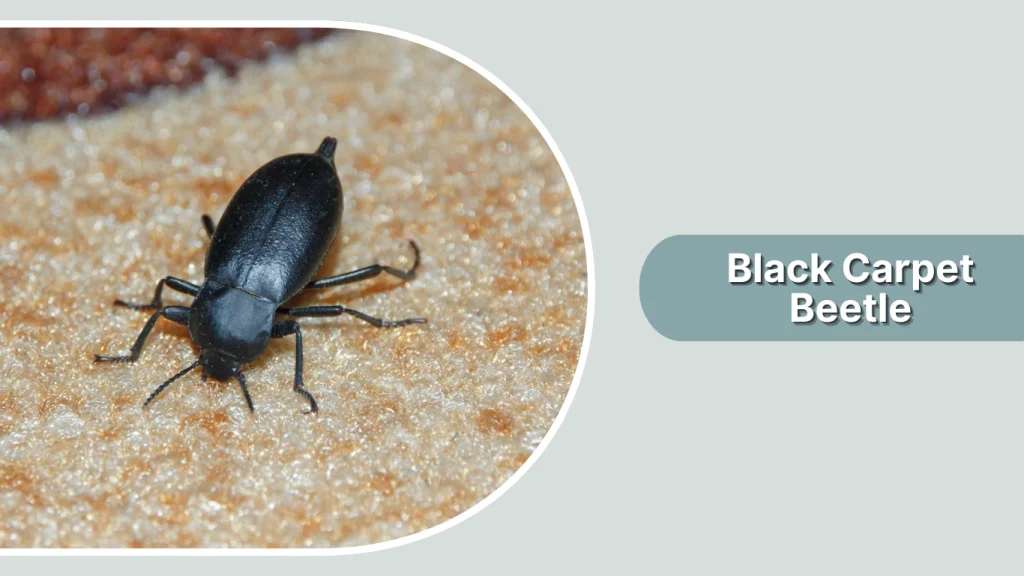 Black Carpet Beetle