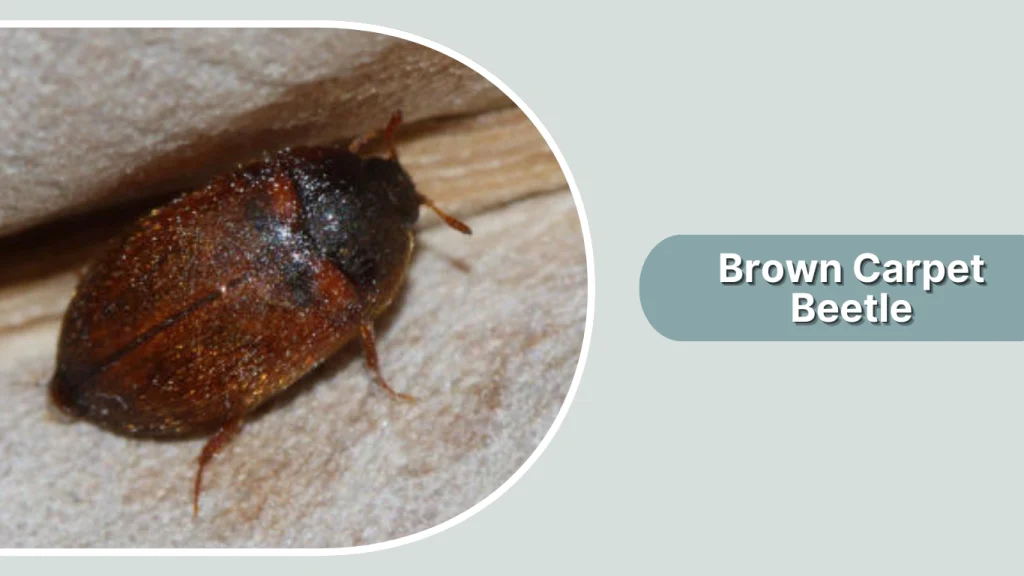 Brown Carpet Beetle