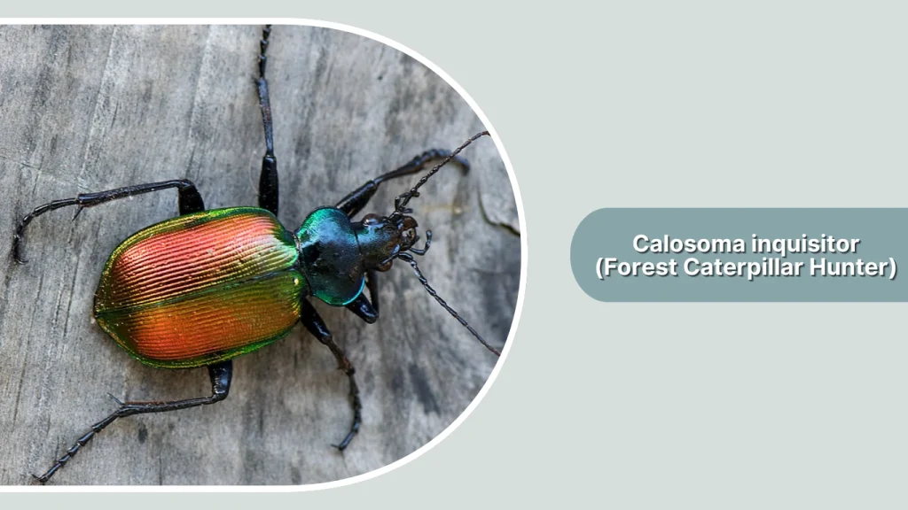 Calosoma inquisitor (Forest Caterpillar Hunter)