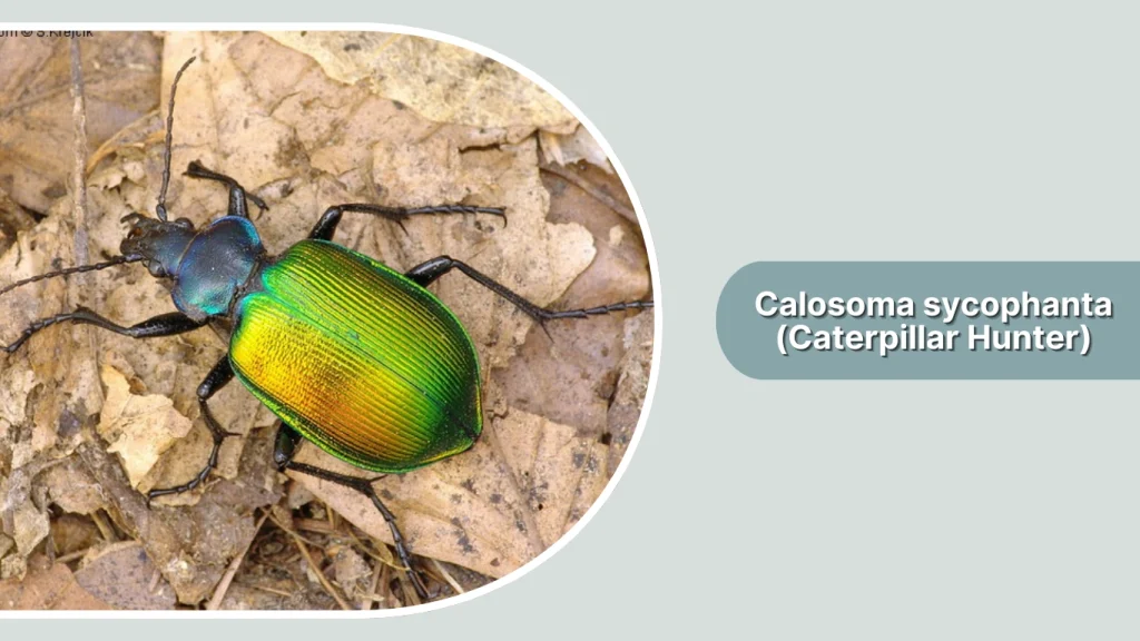 Calosoma sycophanta (Caterpillar Hunter)