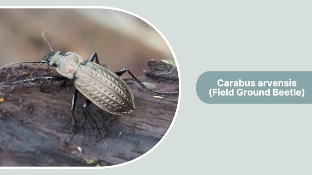 Carabus arvensis (Field Ground Beetle)