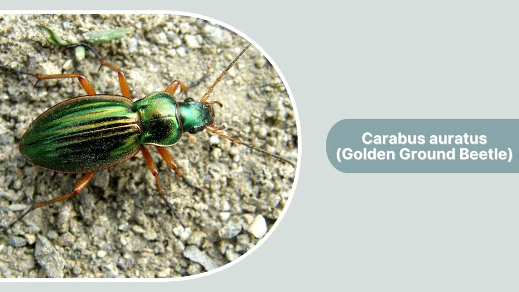 Carabus auratus (Golden Ground Beetle)