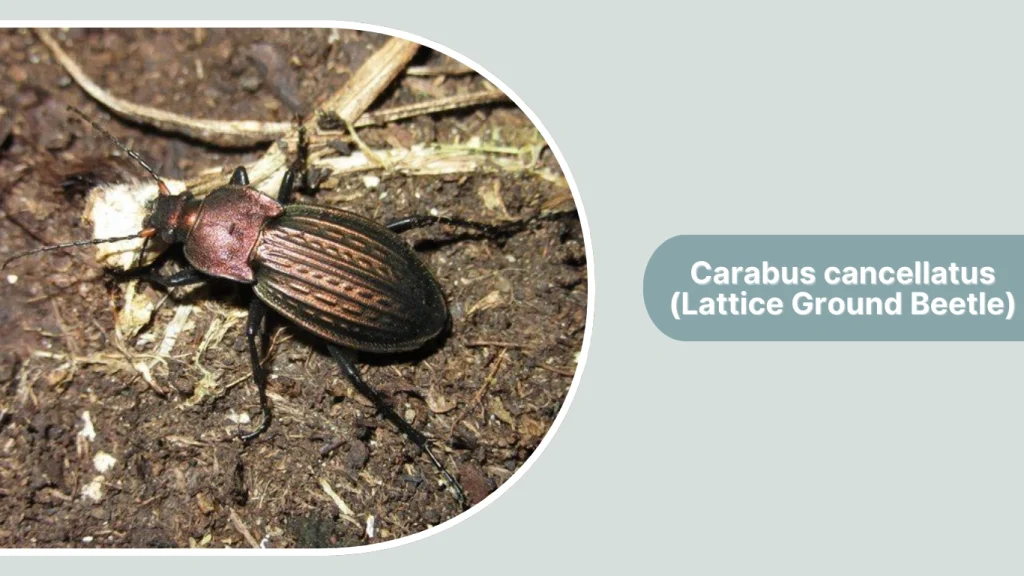 Carabus cancellatus (Lattice Ground Beetle)