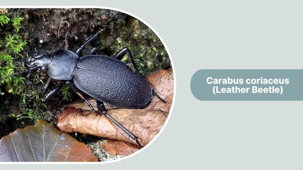 Carabus coriaceus (Leather Beetle)