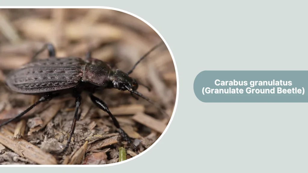 Carabus granulatus (Granulate Ground Beetle)