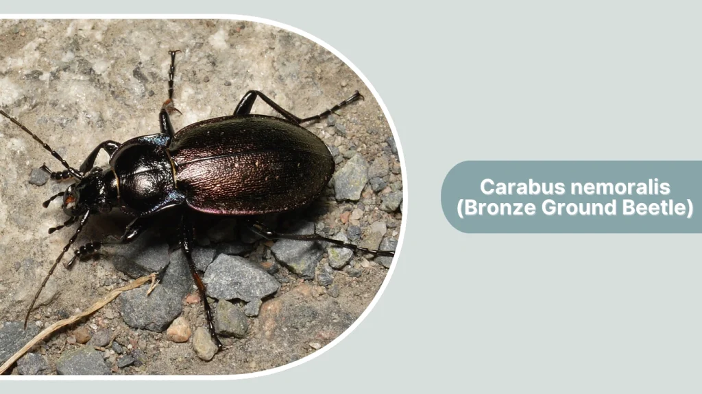 Carabus nemoralis (Bronze Ground Beetle)