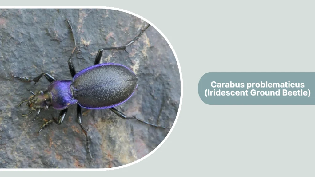 Carabus problematicus (Iridescent Ground Beetle)