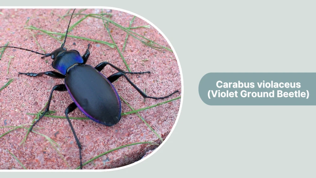 Carabus violaceus (Violet Ground Beetle)