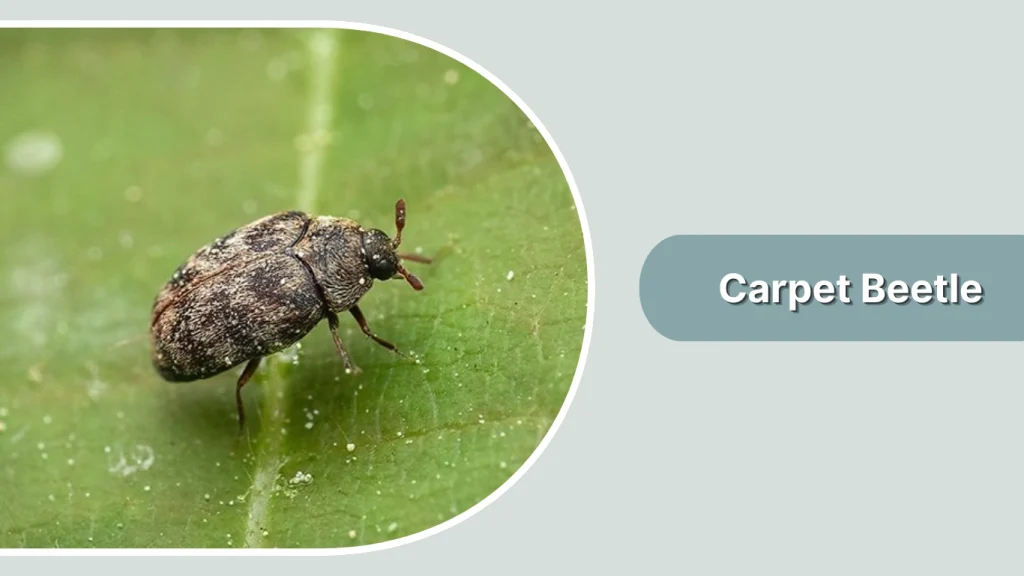 Carpet Beetle