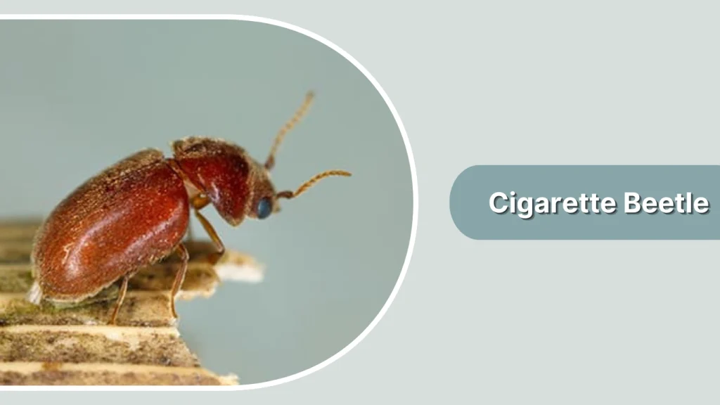 Cigarette Beetle