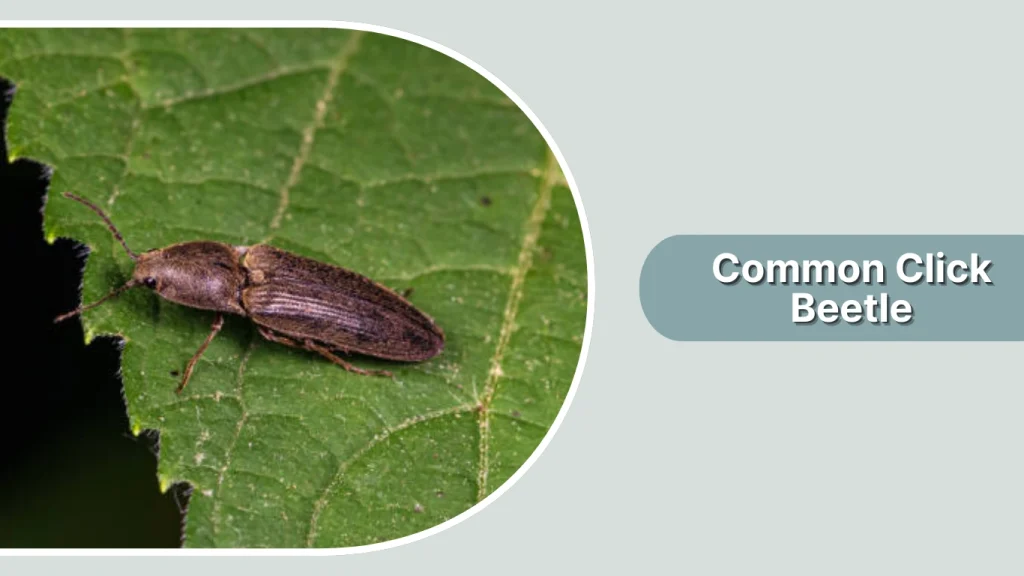 Common Click Beetle