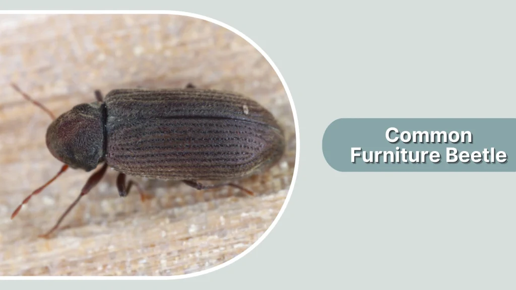 Common Furniture Beetle