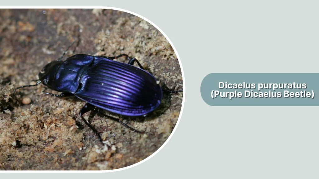 Dicaelus purpuratus (Purple Dicaelus Beetle)