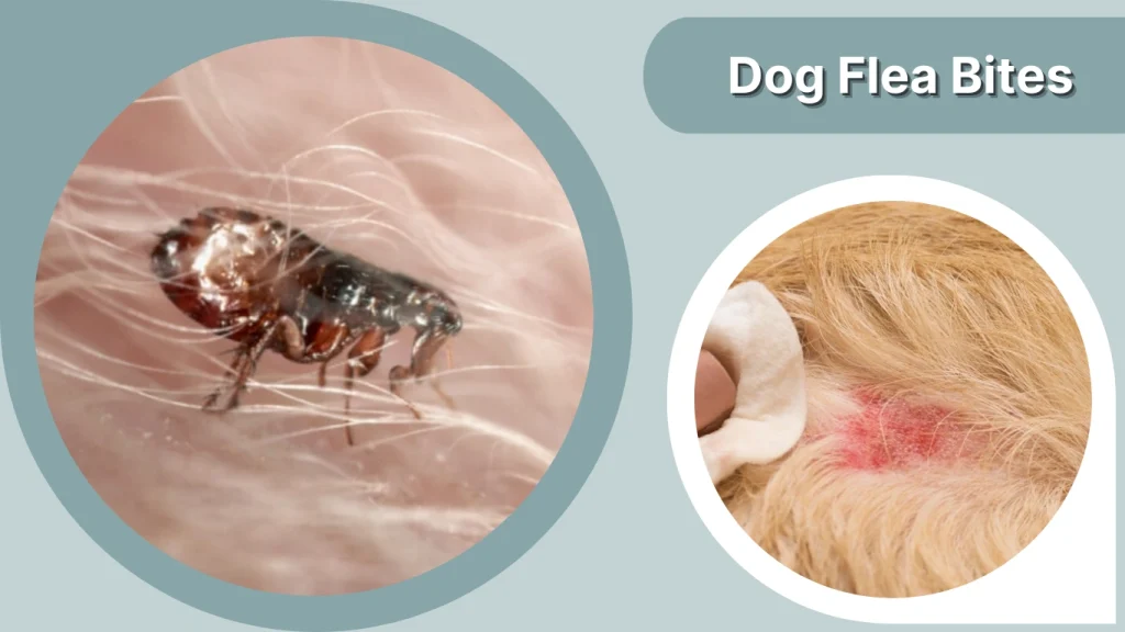 Dog Flea Bites