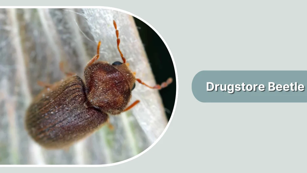 Drugstore Beetle