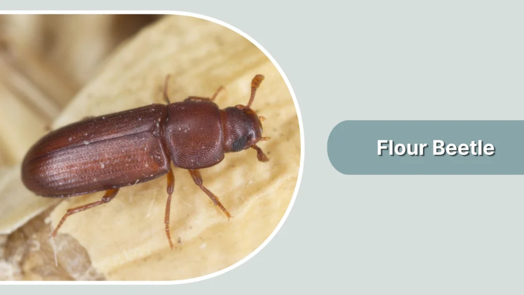 Flour Beetle