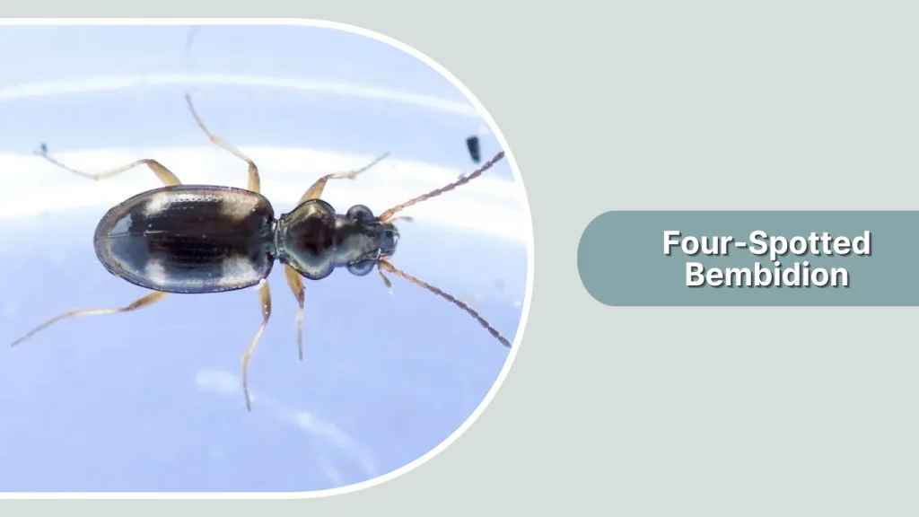 Four-Spotted Bembidion