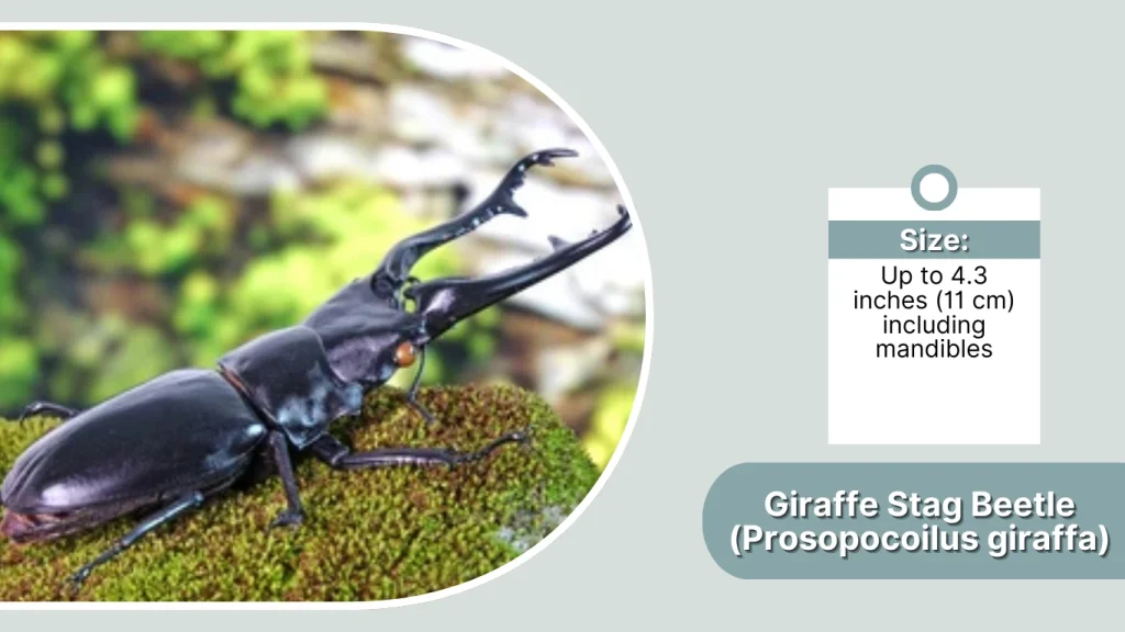 Giraffe Stag Beetle (Prosopocoilus giraffa)