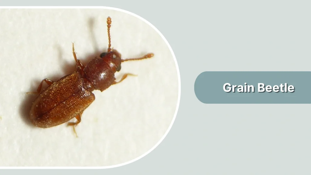 Grain Beetle