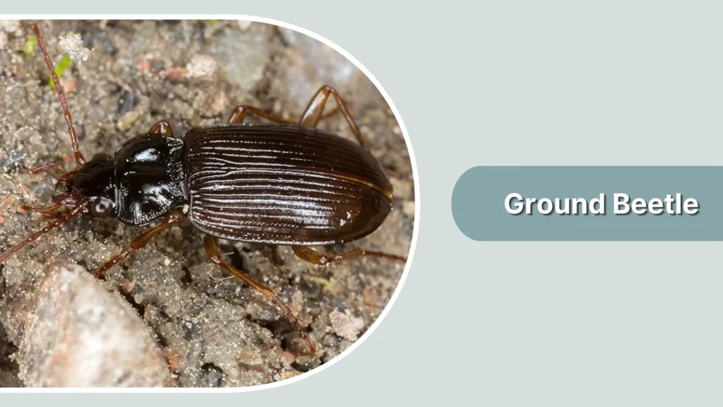 Ground Beetle