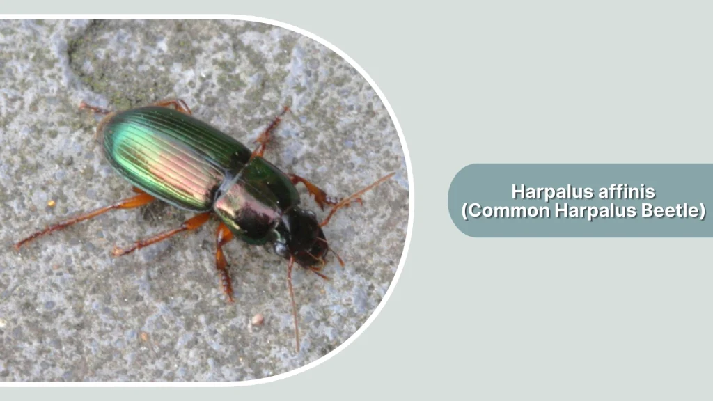 Harpalus affinis (Common Harpalus Beetle)
