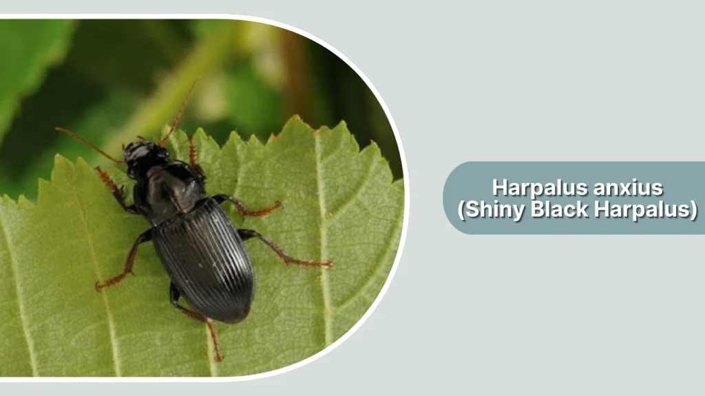 Harpalus anxius (Shiny Black Harpalus)