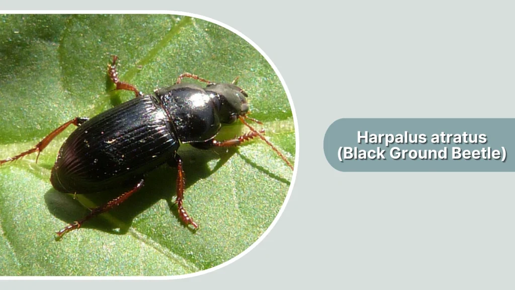 Harpalus atratus (Black Ground Beetle)