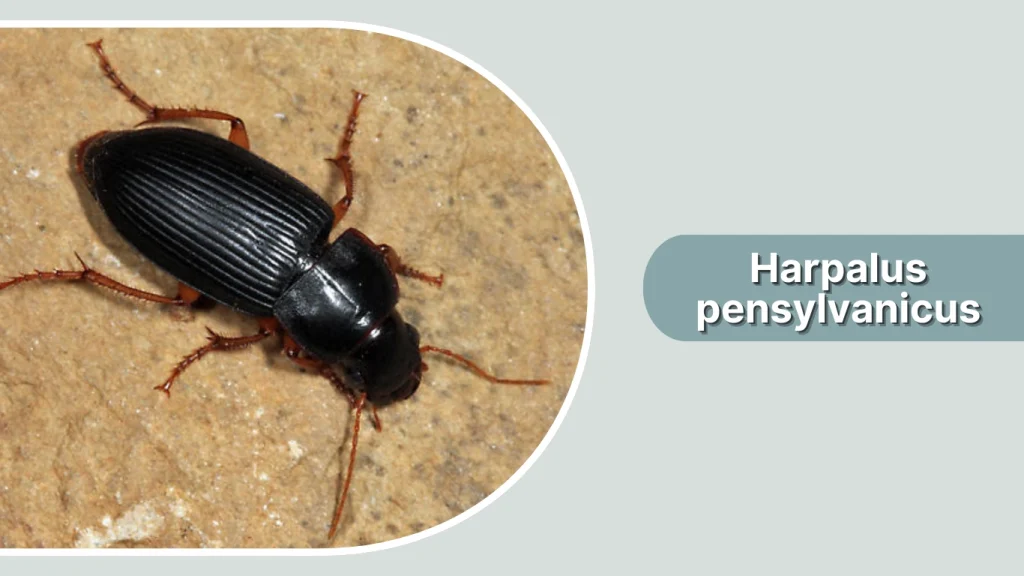 Harpalus pensylvanicus