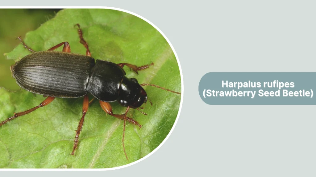 Harpalus rufipes (Strawberry Seed Beetle)