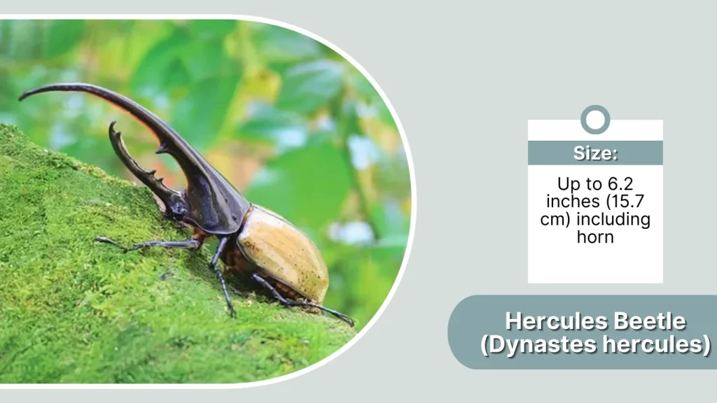 Hercules Beetle (Dynastes hercules)