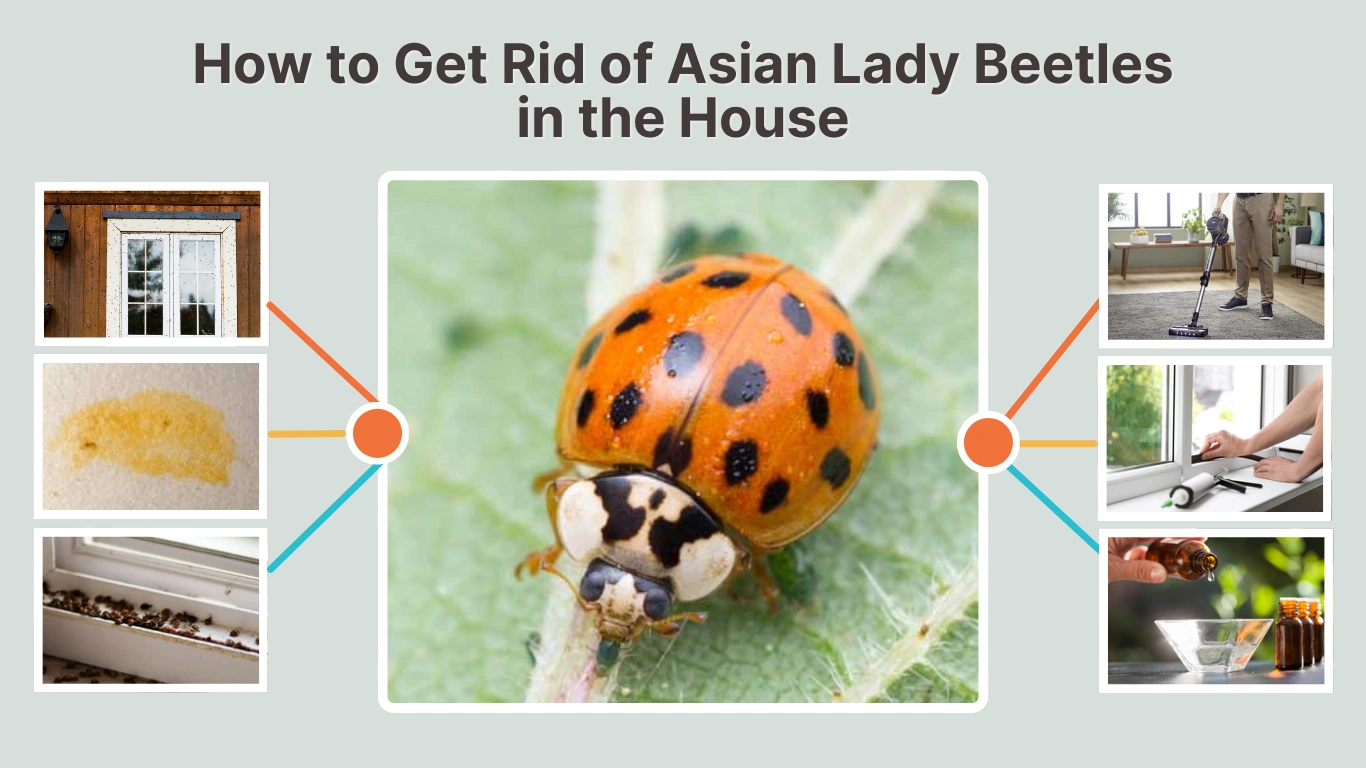 How to Get Rid of Asian Lady Beetles in the House