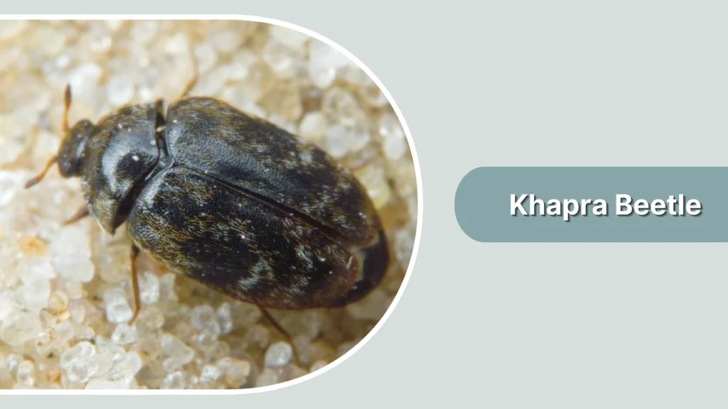 Khapra Beetle