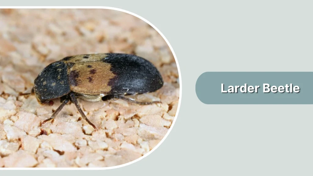 Larder Beetle