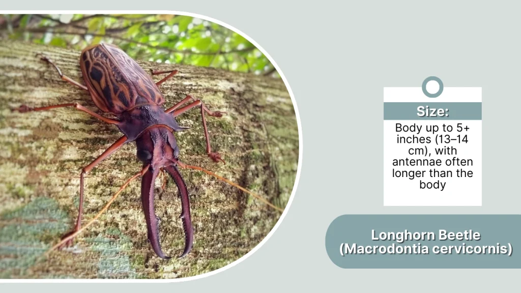 Longhorn Beetle (Macrodontia cervicornis)