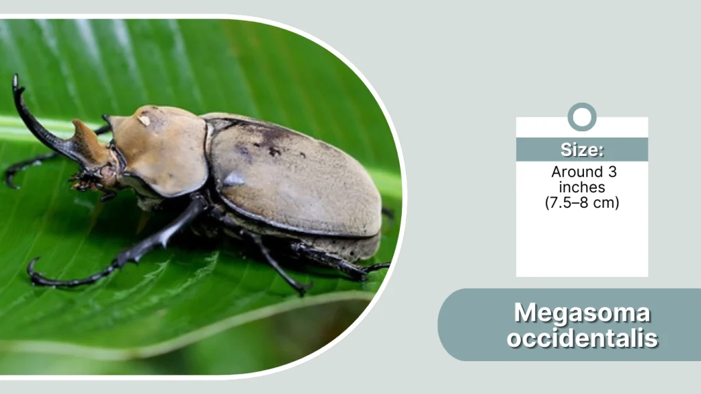 Megasoma occidentalis