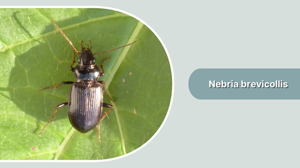 Nebria brevicollis
