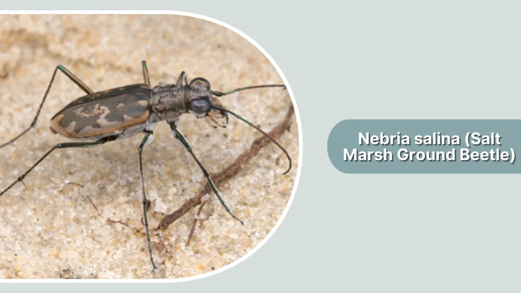 Nebria salina (Salt Marsh Ground Beetle)