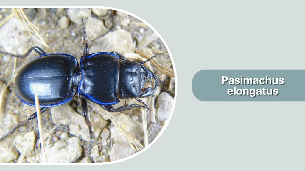 Pasimachus elongatus