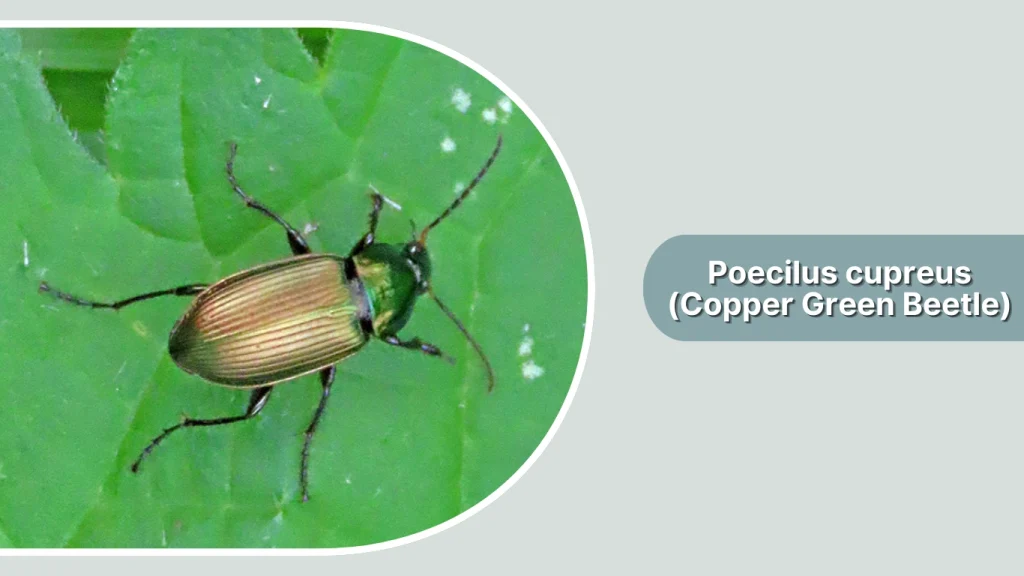 Poecilus cupreus (Copper Green Beetle)