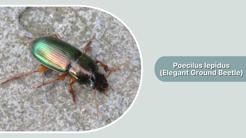 Poecilus lepidus (Elegant Ground Beetle)