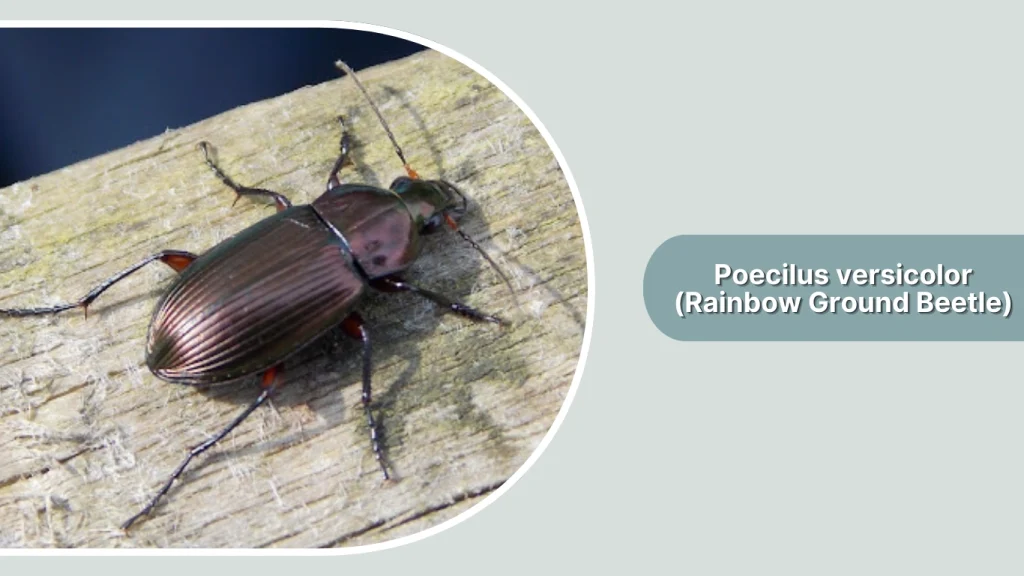 Poecilus versicolor (Rainbow Ground Beetle)
