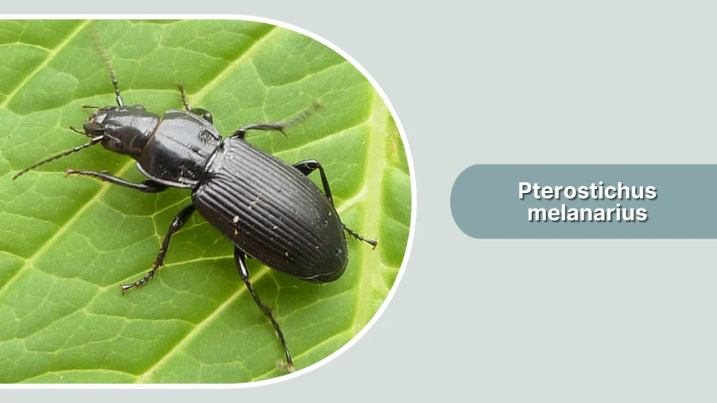 Pterostichus melanarius